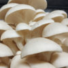 Champignons frais - Pleurotes – Image 5