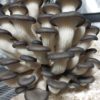 Champignons frais - Pleurotes – Image 4