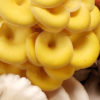 Champignons frais - Pleurotes – Image 3
