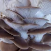 Champignons frais - Pleurotes – Image 6