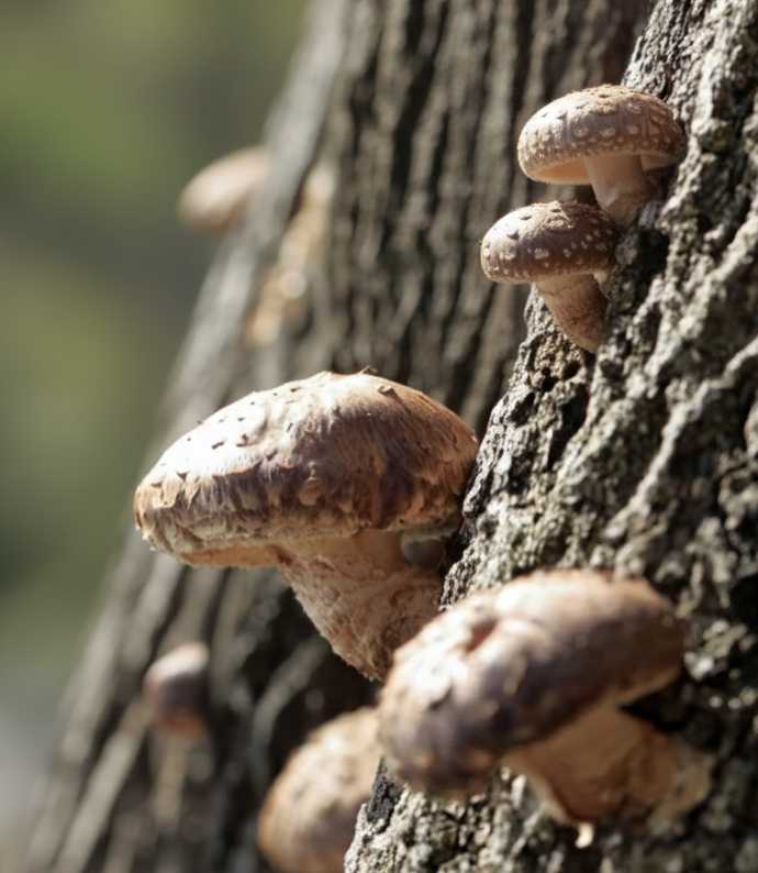 shiitake on log