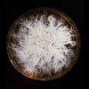 Agar Plate Mycelium - Image 2