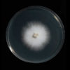 Agar Plate Mycelium
