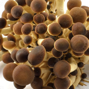 Les kits de culture de champignons - Cyclocybe aegerita