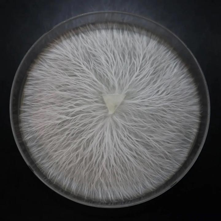 Mushroom-Culture-Agar-light_web