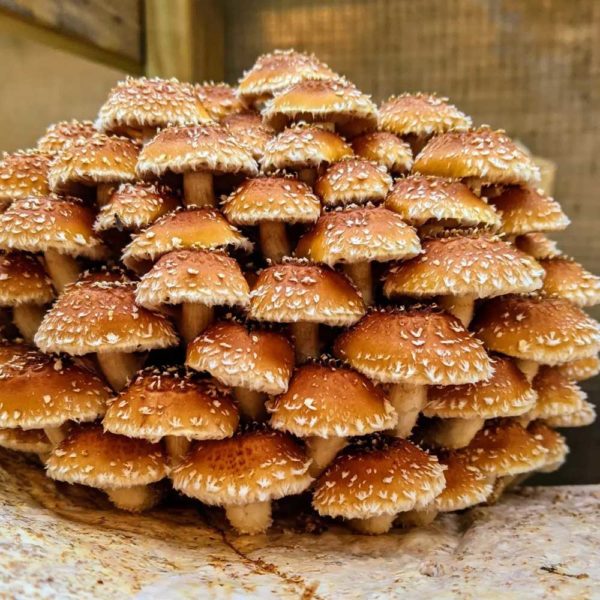 Poudre de Pholiota adiposa – Image 3