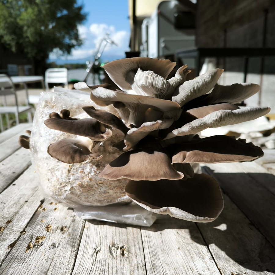Kits DIY de champignons – Image 3