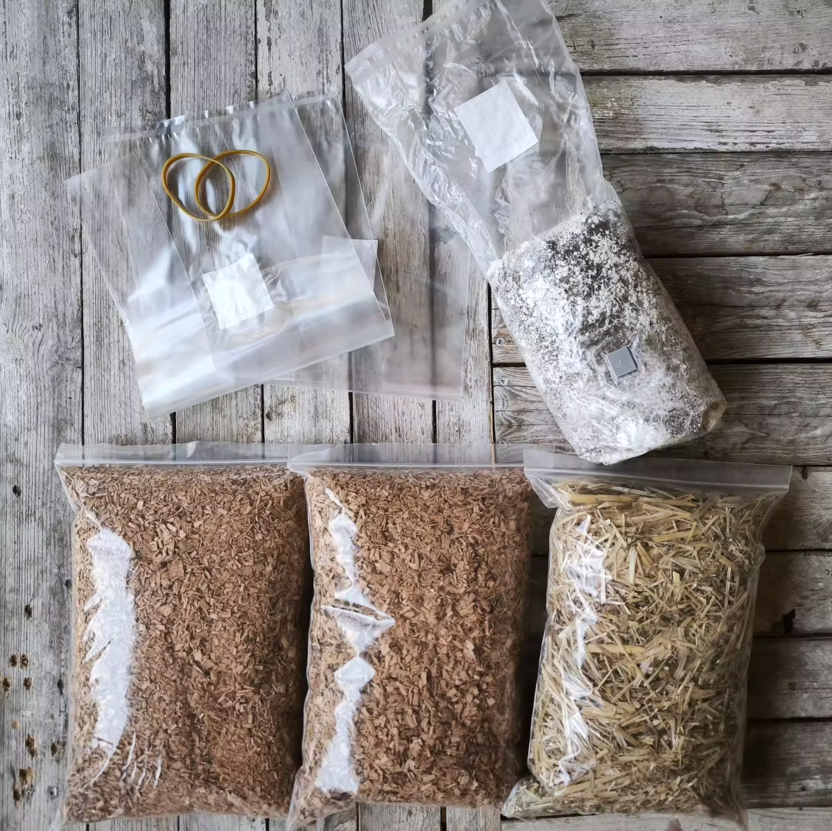 Kits DIY de champignons