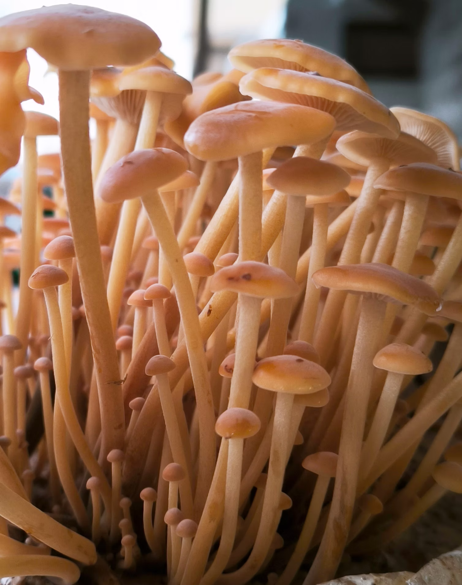 FF-Enoki3