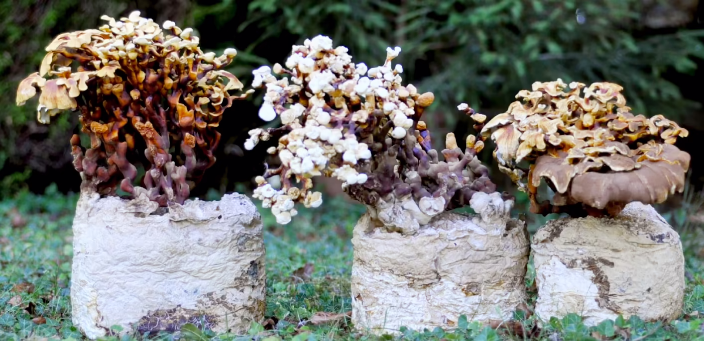 FF-Ganoderma-multip.3.2