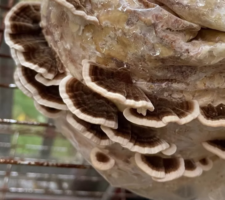 FF-trametes-versicolor3