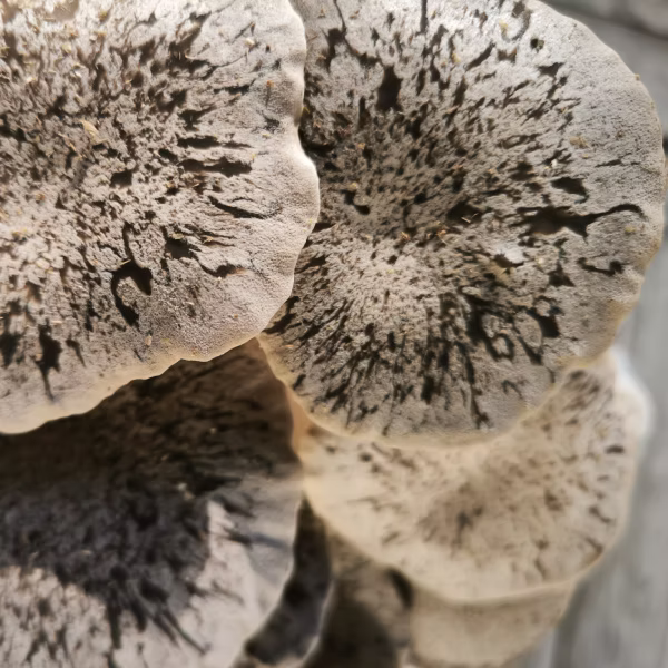 FF_cap_eryngii Pleurotus eryngii, pleurote de panicaut, king oyster